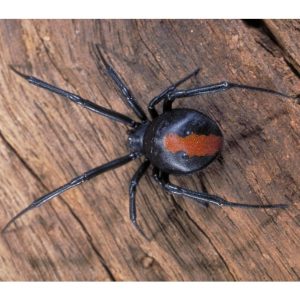 How to Throw a Arachnophobia Halloween Party - The Ultimate Guide - Decorations - Supplies - Food - Drink - Games - Ideas - Inspiration