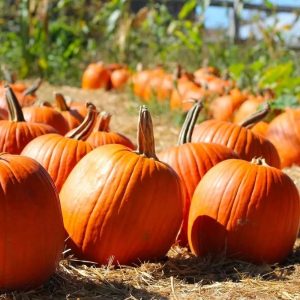 How to Throw a Pumpkin Patch Halloween Party - The Ultimate Guide - Decorations - Supplies - Food - Drink - Games - Ideas - Inspiration