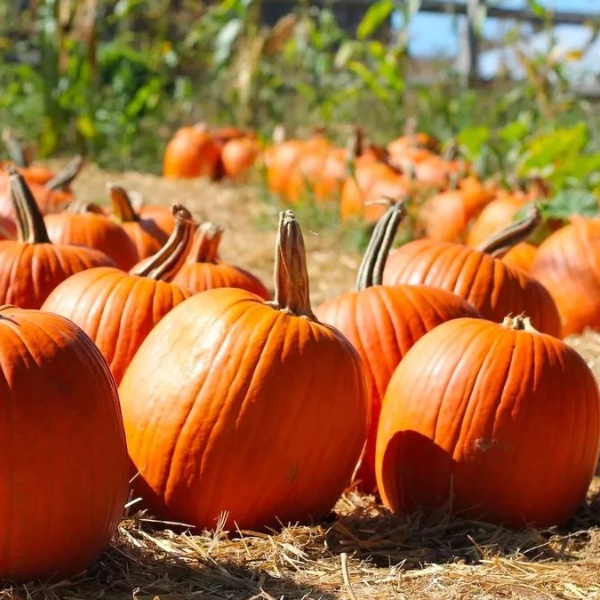 How to Throw a Pumpkin Patch Halloween Party - Guide