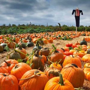 How to Throw a Pumpkin Patch Halloween Party - The Ultimate Guide - Decorations - Supplies - Food - Drink - Games - Ideas - Inspiration