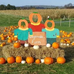 How to Throw a Pumpkin Patch Halloween Party - The Ultimate Guide - Decorations - Supplies - Food - Drink - Games - Ideas - Inspiration