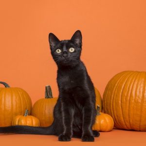 How to Throw a Black Cat Baby Shower - The Ultimate Guide - Decorations - Supplies - Food - Drink - Games - Ideas - Inspiration