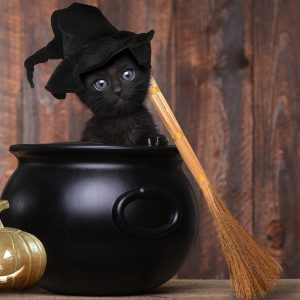 How to Throw a Black Cat Baby Shower - The Ultimate Guide - Decorations - Supplies - Food - Drink - Games - Ideas - Inspiration