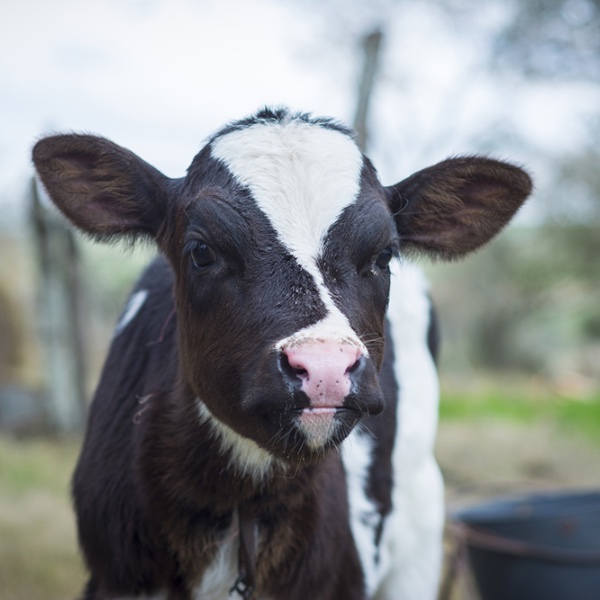 How to Throw a Farm Theme Baby Shower - The Ultimate Guide - Decorations - Supplies - Food - Drink - Games - Ideas - Inspiration