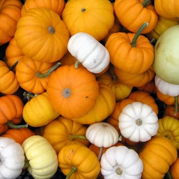 How to Throw a Little Pumpkin Baby Shower - The Ultimate Guide - Decorations - Supplies - Food - Drink - Games - Ideas - Inspiration